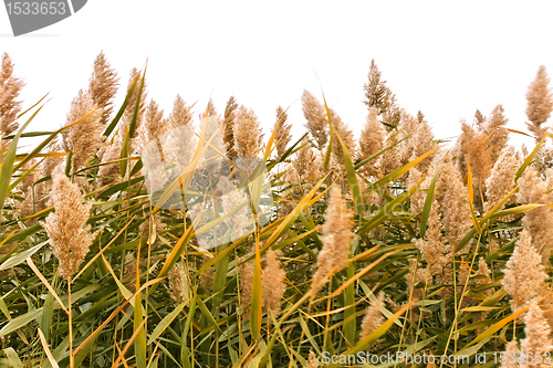 Image of Green reeds over white