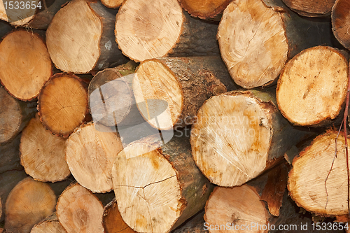 Image of Sliced wooden logs
