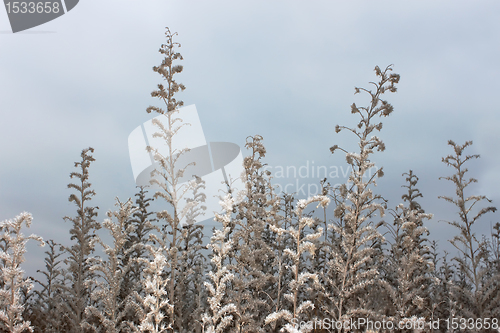 Image of Herbal autumn texture