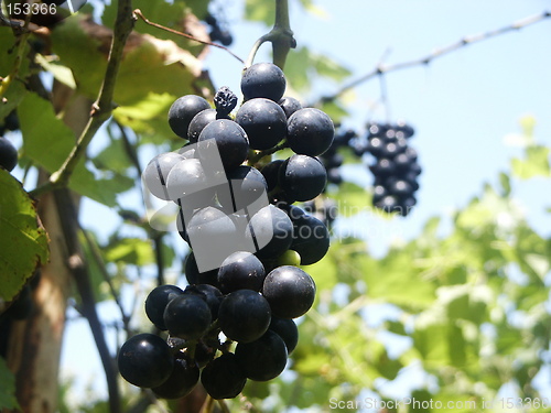 Image of Black grapes
