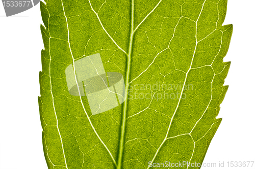 Image of part of green leaf in close up
