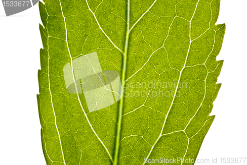 Image of part of green leaf in close up