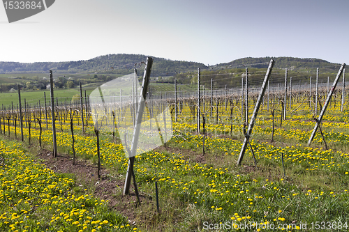 Image of vineyard with dandelion