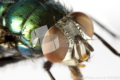 Image of house fly in extreme close up