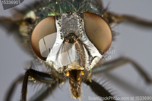 Image of frontal shot of house fly