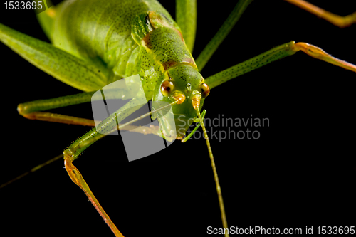 Image of Grashopper 1