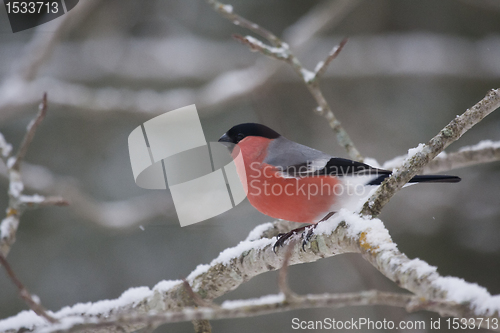 Image of male bullfinch