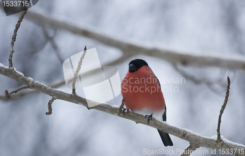 Image of Male bullfinch