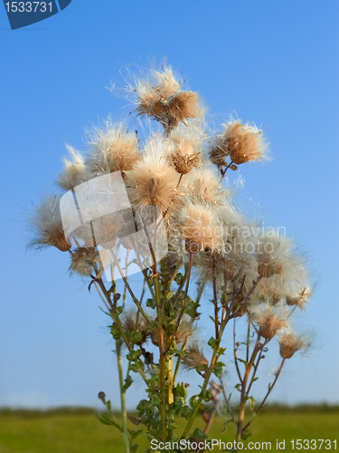 Image of Thistle plant with seeds