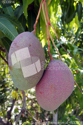 Image of Mango