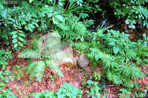 Image of Ferns in Forest