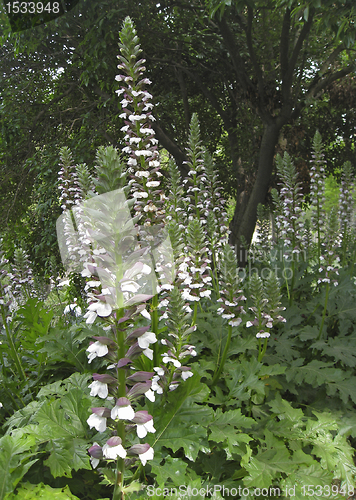 Image of white flowers