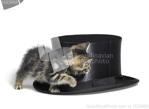 Image of kitten hiding behind a top hat