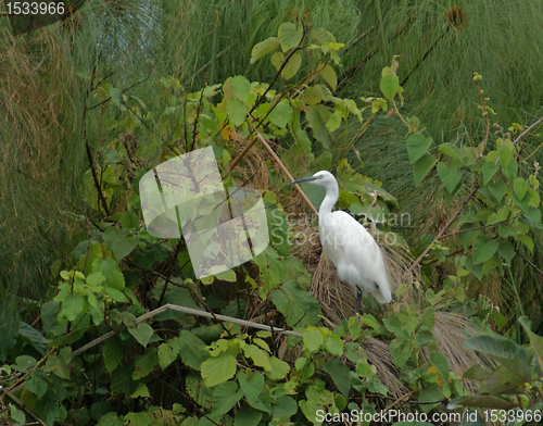 Image of little egret in green vegetation