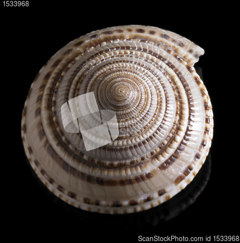 Image of snail house closeup