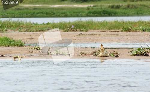 Image of Nile crocodile waterside
