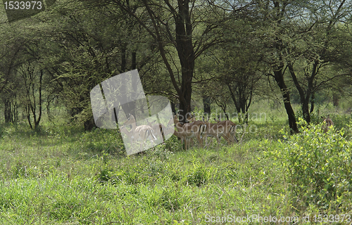 Image of Gazelles under a tree