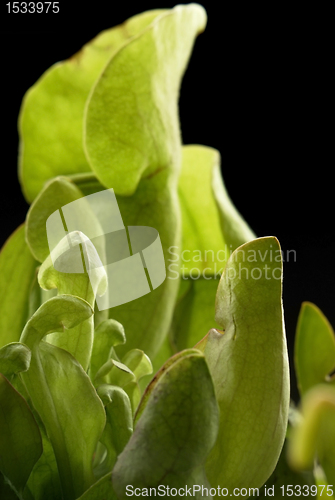 Image of carnivorous plant detail