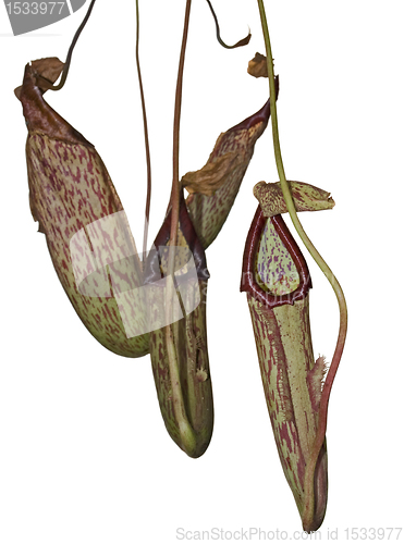 Image of carnivorous plant detail