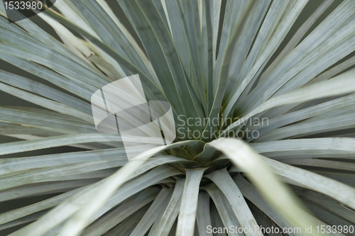 Image of succulent plant detail