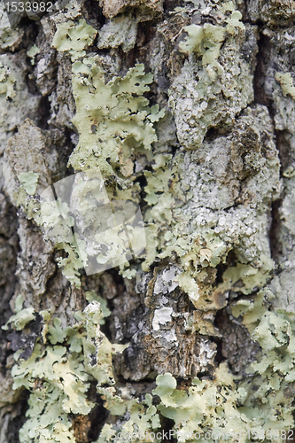 Image of lichen on bark