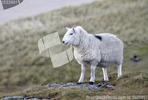 Image of sheep at the coast closeup
