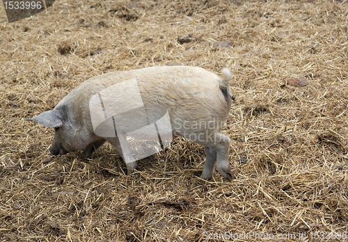 Image of Domestic Pig and manure