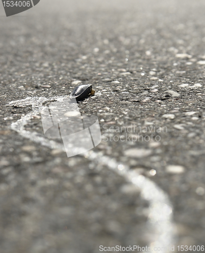 Image of dried up slug on a street
