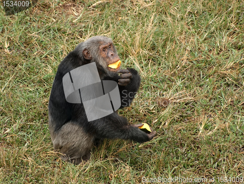 Image of chimpanzee eating on grassy ground