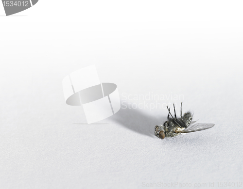 Image of dead fly in light back