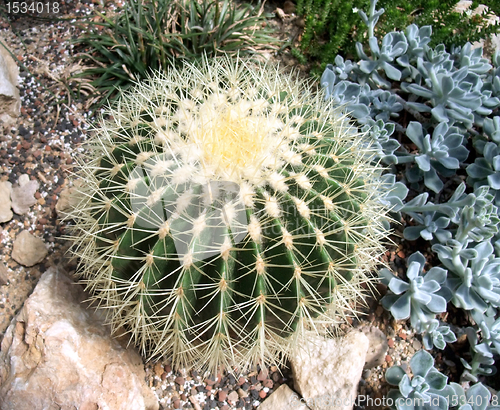 Image of cacti and succulents