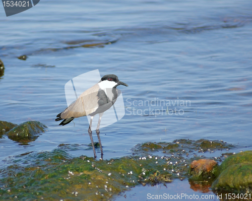 Image of Spur-winged Lapwing in Africa