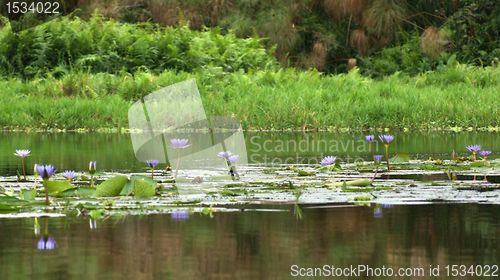 Image of Lake Victoria near Entebbe