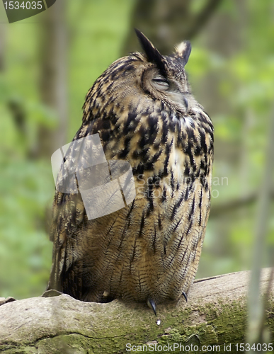 Image of Eurasian Eagle-owl