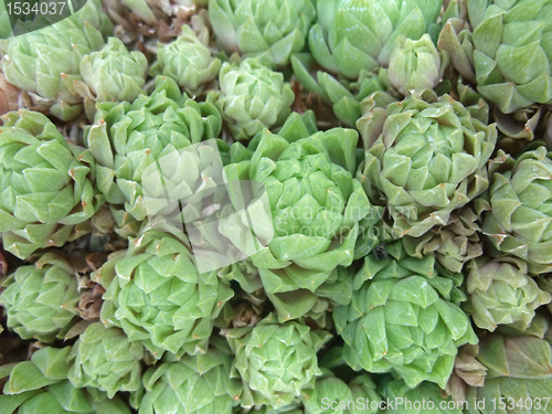 Image of succulent plant detail