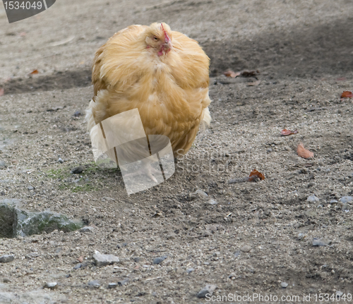 Image of brown chicken