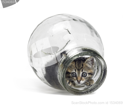 Image of kitten looking out of a glass bottle