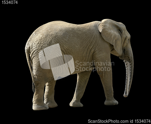 Image of african elephant