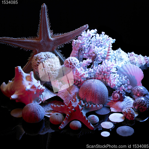 Image of sea life arrangement