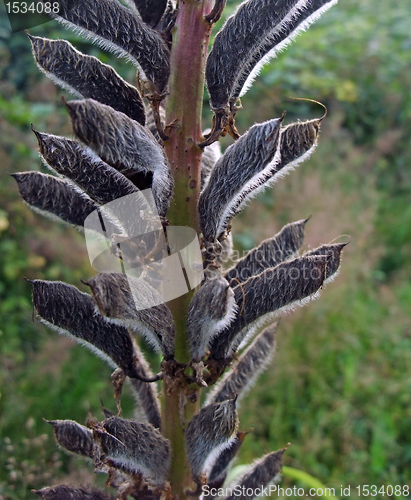 Image of hairy sheet rope and stalk