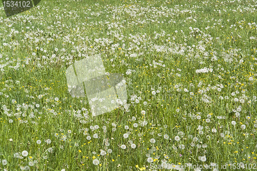 Image of lots of dandelions