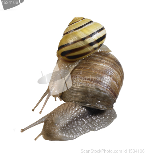 Image of two snails on each other