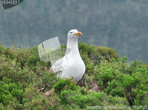 Image of seagull