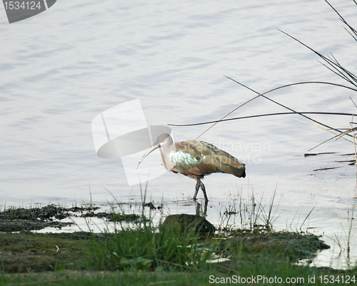 Image of waterside scenery with Hadada Ibis