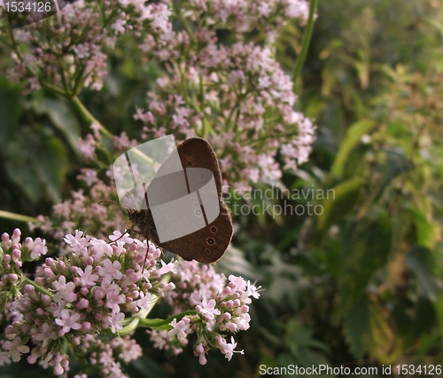 Image of Satyrini butterfly in sunny vegetation