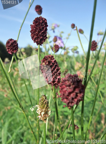 Image of Great Burnet in sunny ambiance