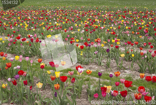 Image of colorful field of tulips