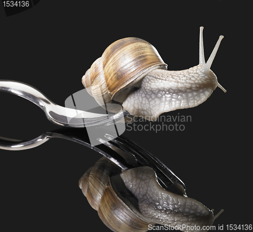 Image of Grapevine snail on fork