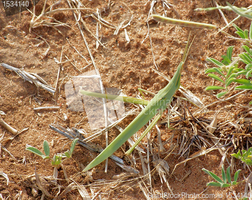 Image of grasshopper in Africa
