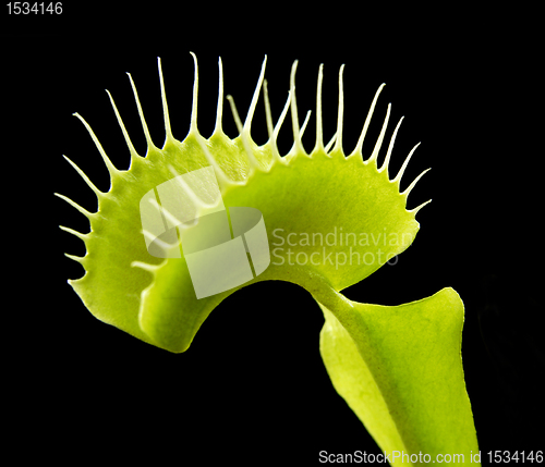 Image of carnivorous plant detail